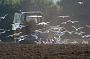 188 Plestin land bewerken